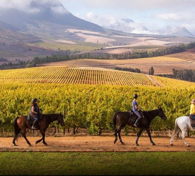 África do Sul Wine and Food expedition 