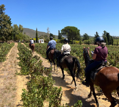 África do Sul Wine and Food expedition 